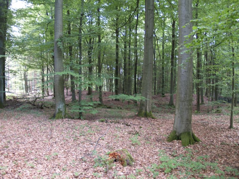 Wstung Rderburg