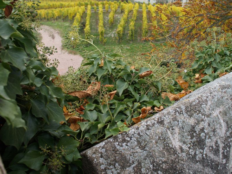 Burg Klopp