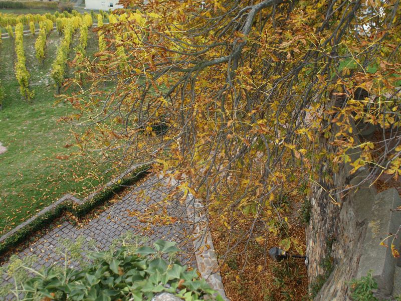 Burg Klopp